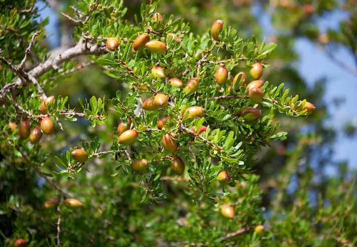 خواص شگفت انگیز روغن آرگان برای پوست، مو و ناخن ها